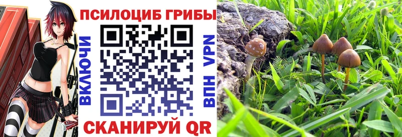 Псилоцибиновые грибы Cubensis  Большой Камень 